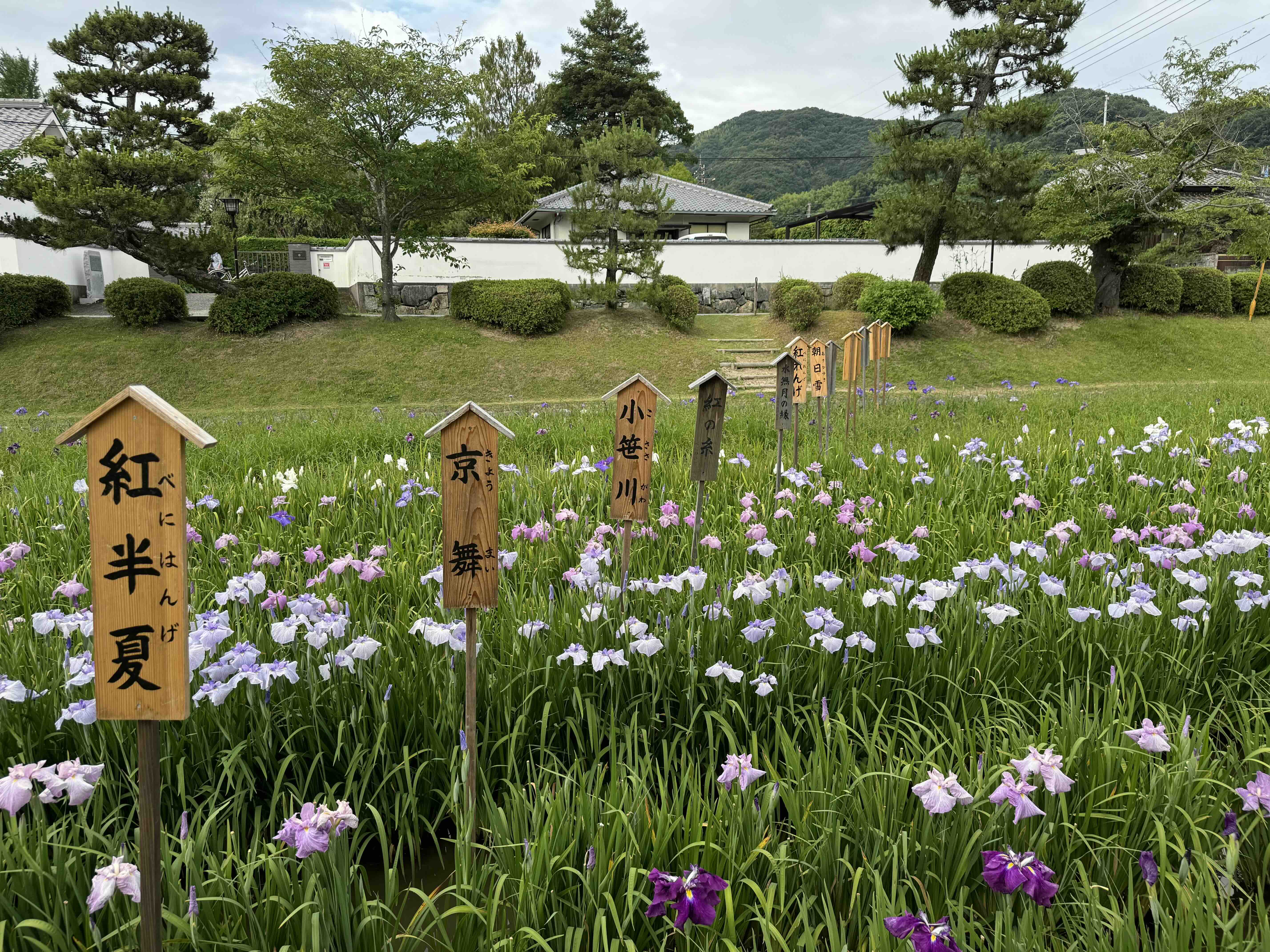 2025年6月の画像