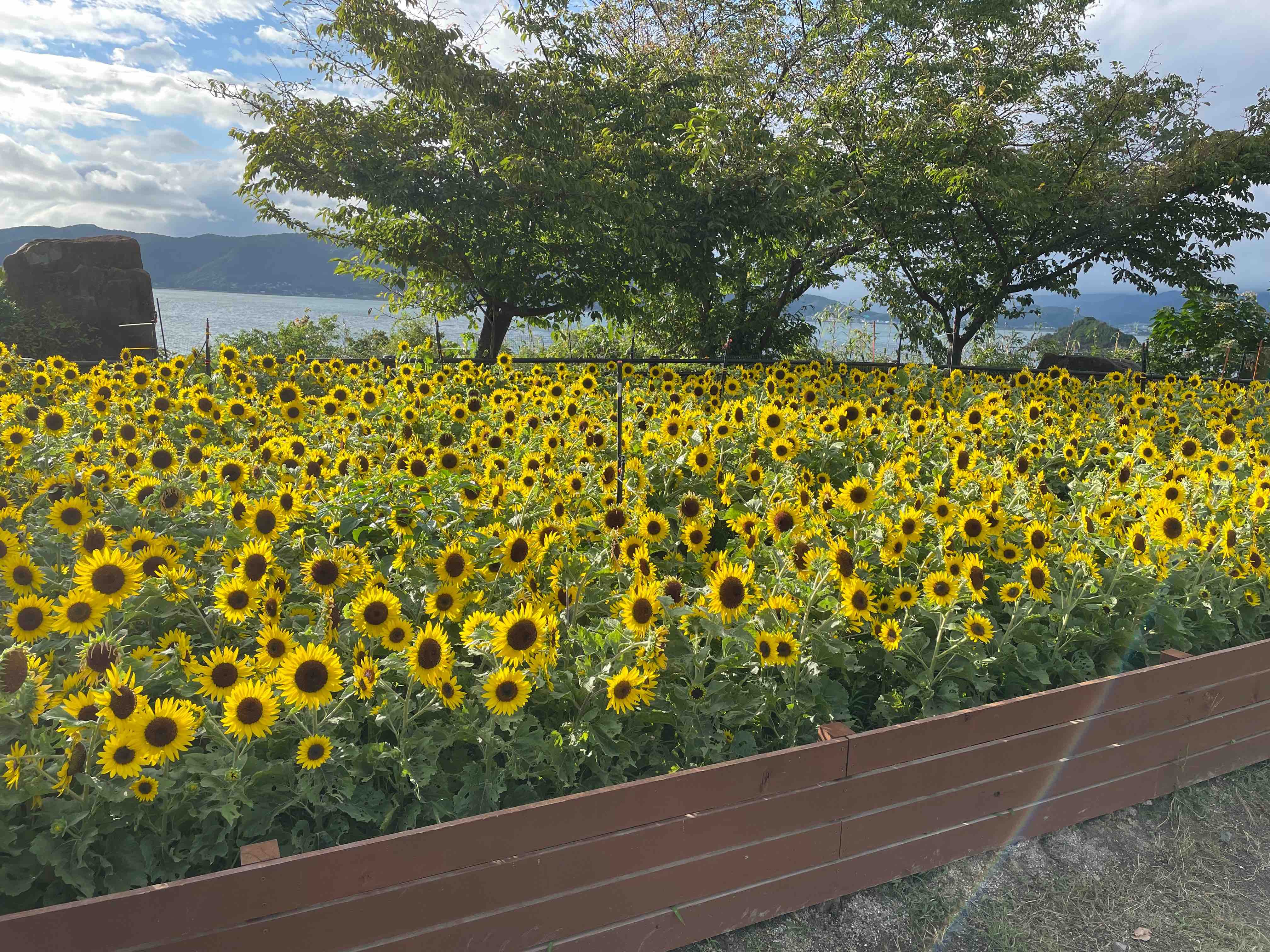 笠戸島ひまわり画像